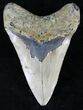 Megalodon Tooth - North Carolina #21700-2